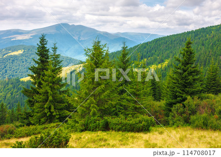 spruce forest on the grassy meadow. green summer landscape in carpathian mountains of ukraine. cloudy weather with overcast sky above the distant ridge spruce forest on the grassy meadow. green summer landscape in carpathian mountains of ukraine. cloudy weather with overcast sky above the distant ridge 114708017