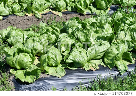 レタス 114708077