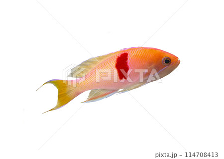 アカオビハナダイ　白バック 114708413