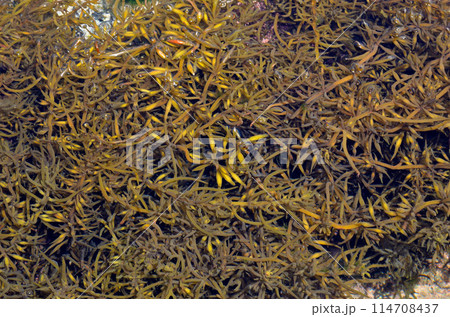 ヒジキ　海藻　食材 114708437
