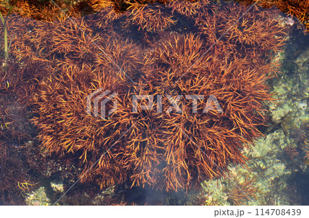 潮溜まりの海藻 ツノムカデ 海藻 潮溜まりの海藻 ツノムカデ 海藻 114708439