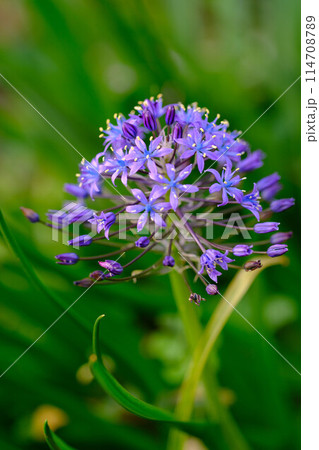春になり、公園の花壇に色とりどりの花が咲き始める 春になり、公園の花壇に色とりどりの花が咲き始める 114708789