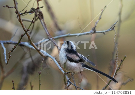 枝に止まるエナガ 114708851