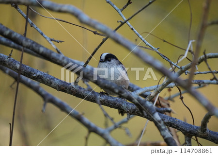 枝に止まるエナガ 114708861