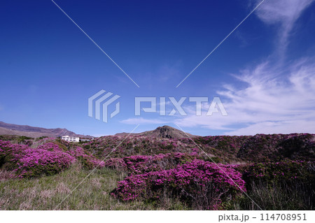 新緑とピンクのミヤマキリシマに覆われた阿蘇山の散歩道 114708951