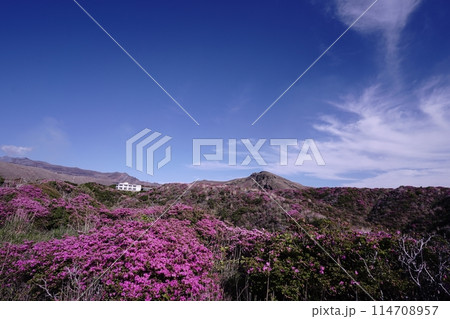 新緑とピンクのミヤマキリシマに覆われた阿蘇山の散歩道 114708957