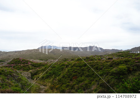新緑とピンクのミヤマキリシマに覆われた阿蘇山の散歩道 新緑とピンクのミヤマキリシマに覆われた阿蘇山の散歩道 114708972
