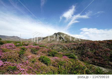 新緑とピンクのミヤマキリシマに覆われた阿蘇山の散歩道 新緑とピンクのミヤマキリシマに覆われた阿蘇山の散歩道 114709010