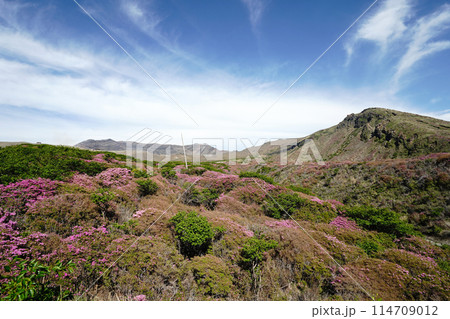 新緑とピンクのミヤマキリシマに覆われた阿蘇山の散歩道 114709012