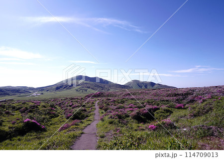 新緑とピンクのミヤマキリシマに覆われた阿蘇山の散歩道 新緑とピンクのミヤマキリシマに覆われた阿蘇山の散歩道 114709013