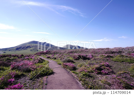新緑とピンクのミヤマキリシマに覆われた阿蘇山の散歩道 新緑とピンクのミヤマキリシマに覆われた阿蘇山の散歩道 114709014