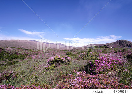 新緑とピンクのミヤマキリシマに覆われた阿蘇山の散歩道 新緑とピンクのミヤマキリシマに覆われた阿蘇山の散歩道 114709015