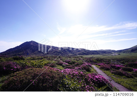 新緑とピンクのミヤマキリシマに覆われた阿蘇山の散歩道 新緑とピンクのミヤマキリシマに覆われた阿蘇山の散歩道 114709016