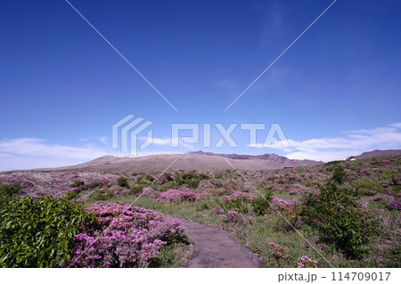 新緑とピンクのミヤマキリシマに覆われた阿蘇山の散歩道 新緑とピンクのミヤマキリシマに覆われた阿蘇山の散歩道 114709017