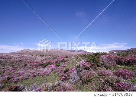 新緑とピンクのミヤマキリシマに覆われた阿蘇山の散歩道 新緑とピンクのミヤマキリシマに覆われた阿蘇山の散歩道 114709018