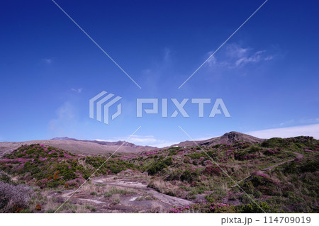 新緑とピンクのミヤマキリシマに覆われた阿蘇山の散歩道 新緑とピンクのミヤマキリシマに覆われた阿蘇山の散歩道 114709019