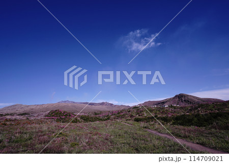 新緑とピンクのミヤマキリシマに覆われた阿蘇山の散歩道 114709021