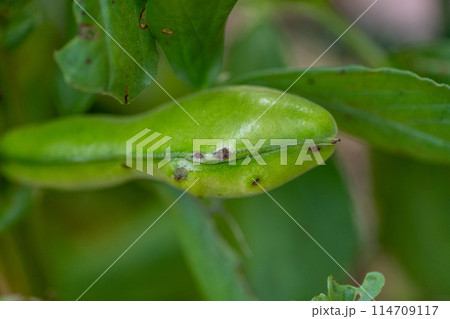 ソラマメ赤色斑点病の病徴 114709117