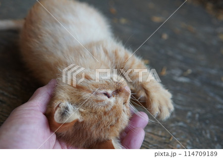 生後一ヶ月の可愛い子猫 114709189