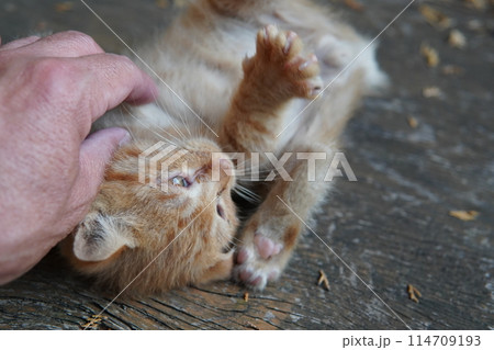 生後一ヶ月の可愛い子猫 114709193