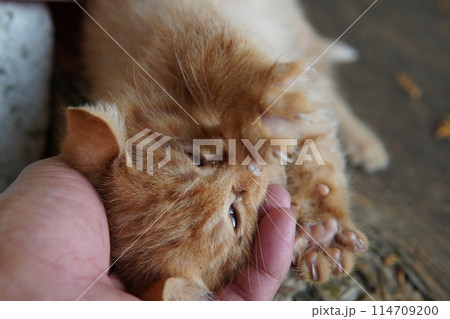 生後一ヶ月の可愛い子猫 114709200