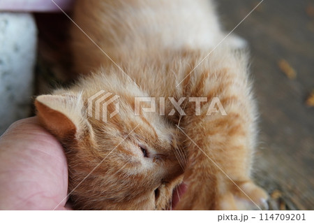 生後一ヶ月の可愛い子猫 114709201