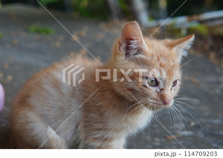 生後一ヶ月の可愛い子猫 生後一ヶ月の可愛い子猫 114709203