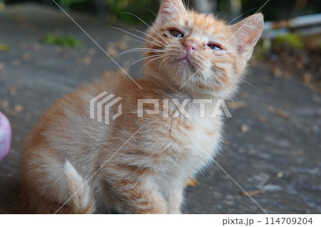 生後一ヶ月の可愛い子猫 114709204