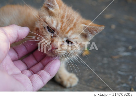 生後一ヶ月の可愛い子猫 生後一ヶ月の可愛い子猫 114709205