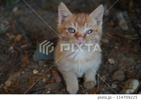 生後一ヶ月の可愛い子猫 114709225