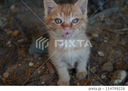 生後一ヶ月の可愛い子猫 114709228