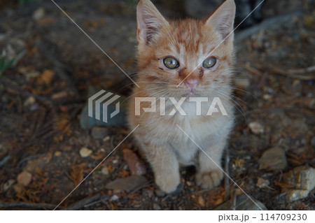 生後一ヶ月の可愛い子猫 114709230