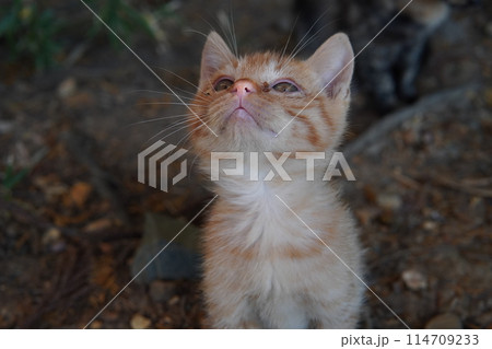生後一ヶ月の可愛い子猫 生後一ヶ月の可愛い子猫 114709233
