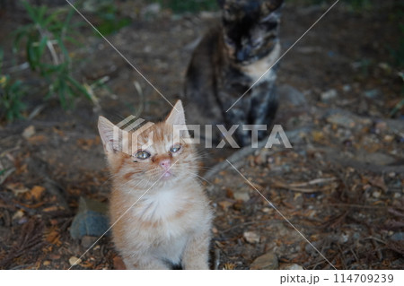 生後一ヶ月の可愛い子猫 生後一ヶ月の可愛い子猫 114709239