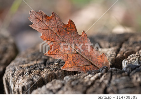 Background. autumn dry oak leaf on the rustic wood Background. autumn dry oak leaf on the rustic wood 114709305