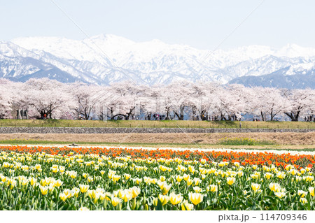 【春の四重奏】チューリップと桜並木と立山連峰 【春の四重奏】チューリップと桜並木と立山連峰 114709346