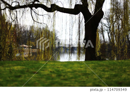 雨降る森 114709349