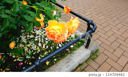 花壇のオレンジ色の薔薇 114709462