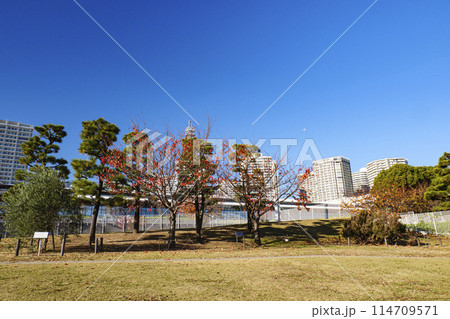 神奈川県横浜市みなとみらい臨海公園の晩秋・冬 114709571