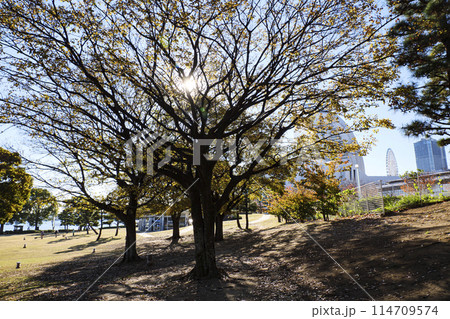 神奈川県横浜市みなとみらい臨海公園の晩秋・冬 114709574
