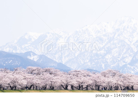 【春の四重奏】あさひ舟川の桜並木と立山連峰 114709650