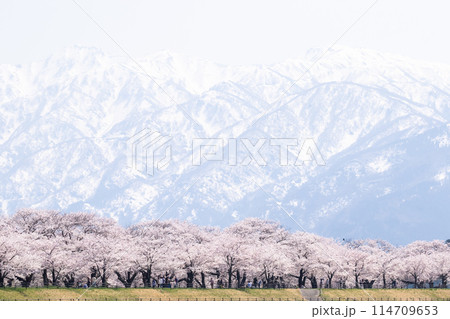 【春の四重奏】あさひ舟川の桜並木と立山連峰 【春の四重奏】あさひ舟川の桜並木と立山連峰 114709653