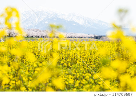 【春の四重奏】菜の花と桜並木と立山連峰 【春の四重奏】菜の花と桜並木と立山連峰 114709697