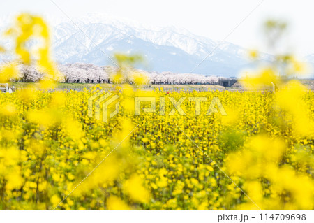 【春の四重奏】菜の花と桜並木と立山連峰 【春の四重奏】菜の花と桜並木と立山連峰 114709698
