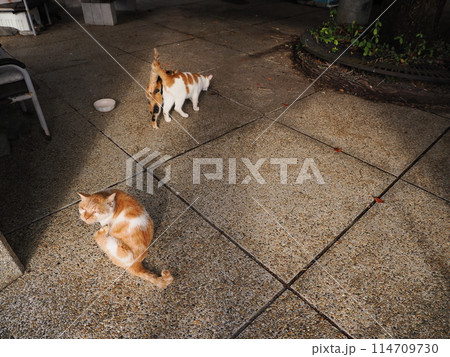 ネココロニーで仲良く暮らす地域猫たち ネココロニーで仲良く暮らす地域猫たち 114709730