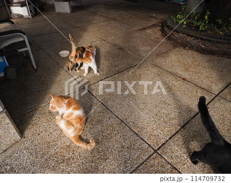 ネココロニーで仲良く暮らす地域猫たち ネココロニーで仲良く暮らす地域猫たち 114709732
