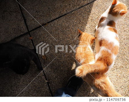 ネココロニーで仲良く暮らす地域猫たち ネココロニーで仲良く暮らす地域猫たち 114709736