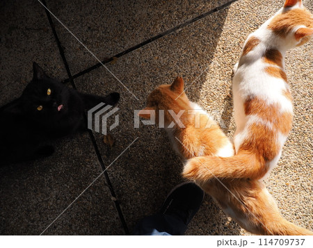 ネココロニーで仲良く暮らす地域猫たち ネココロニーで仲良く暮らす地域猫たち 114709737