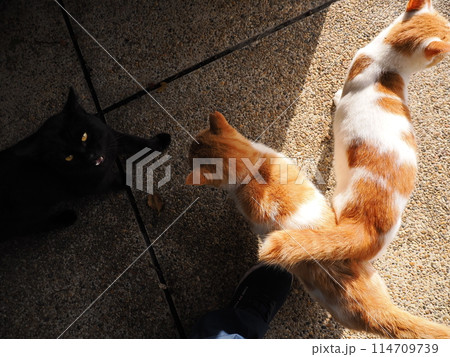 ネココロニーで仲良く暮らす地域猫たち ネココロニーで仲良く暮らす地域猫たち 114709739