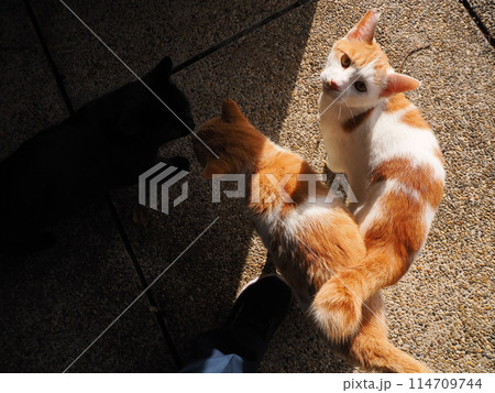 ネココロニーで仲良く暮らす地域猫たち ネココロニーで仲良く暮らす地域猫たち 114709744